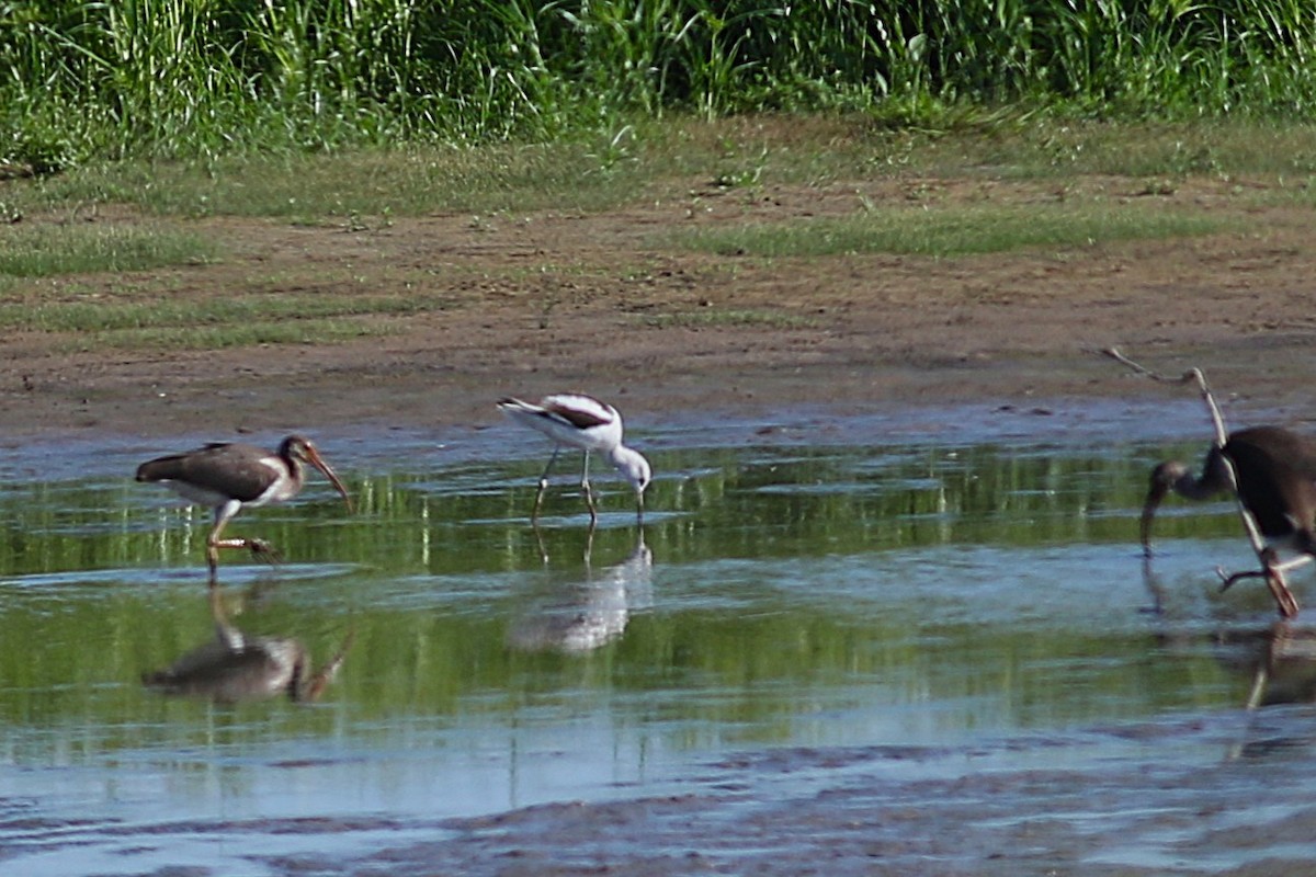 American Avocet - ML642579652