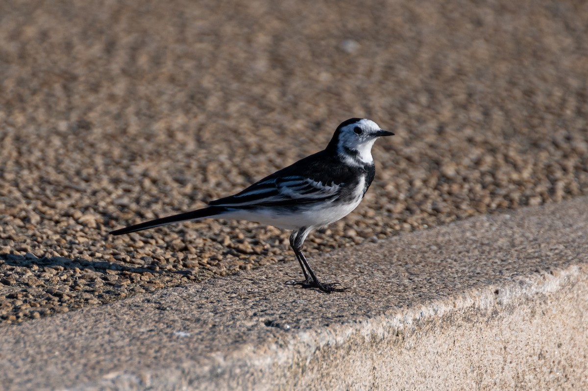 White Wagtail (British) - ML642579655