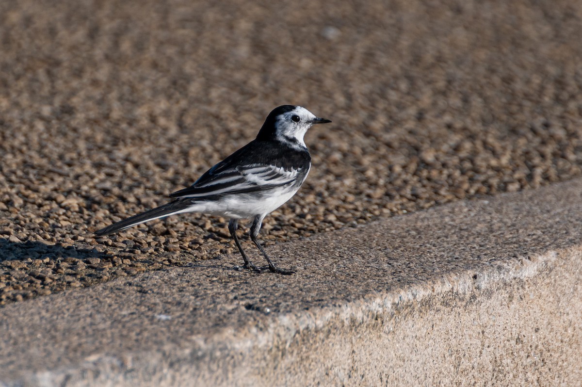 White Wagtail (British) - ML642579657