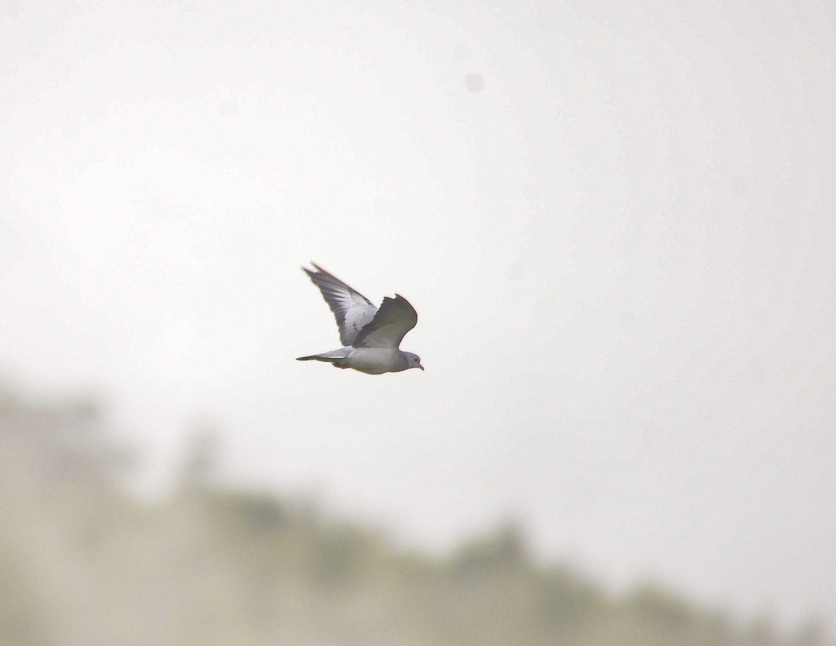 Stock Dove - ML642579665