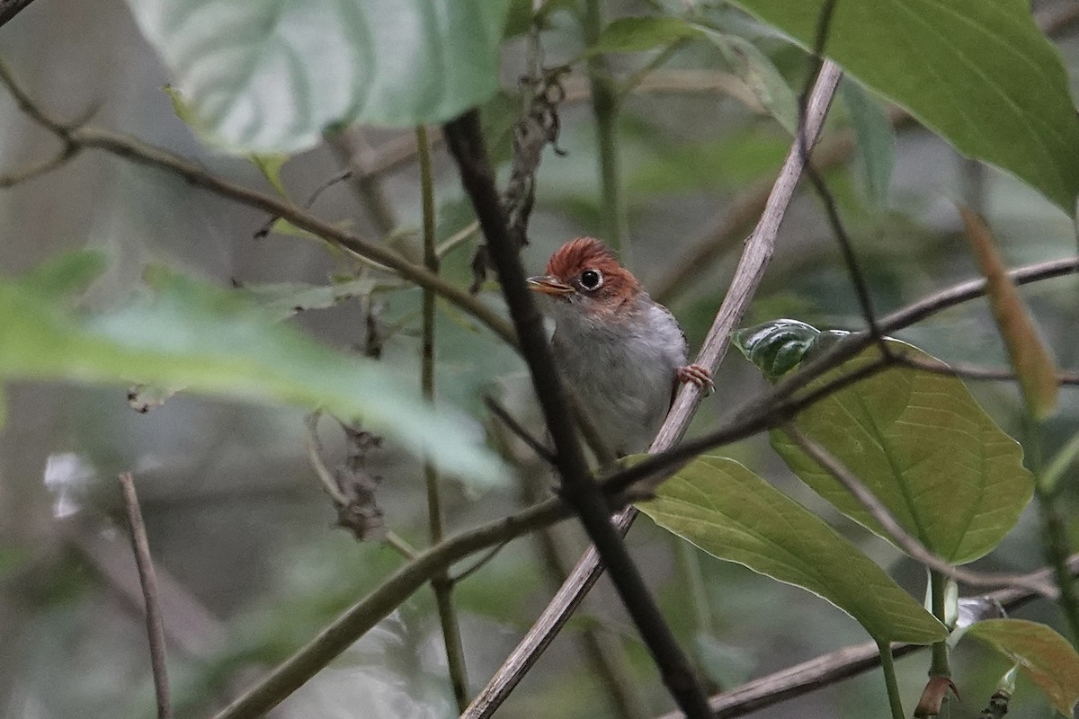 Sunda Warbler - ML642579680