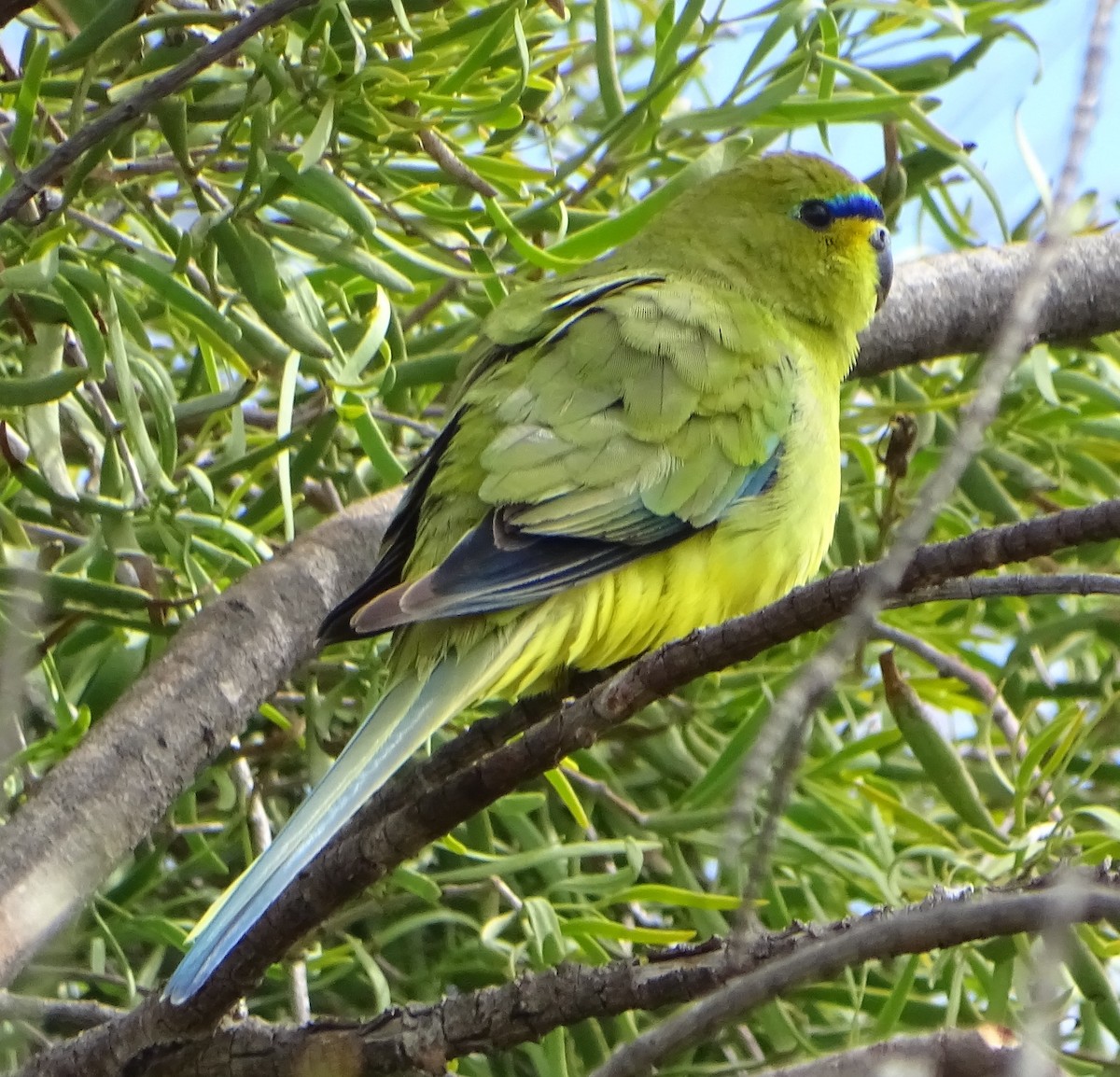 Elegant Parrot - ML642579683