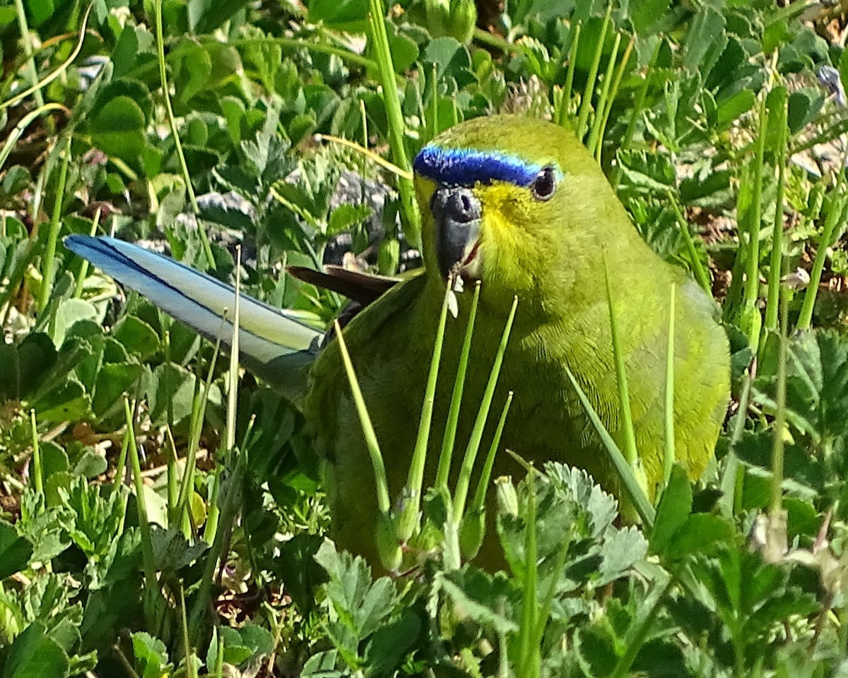 Elegant Parrot - ML642579684