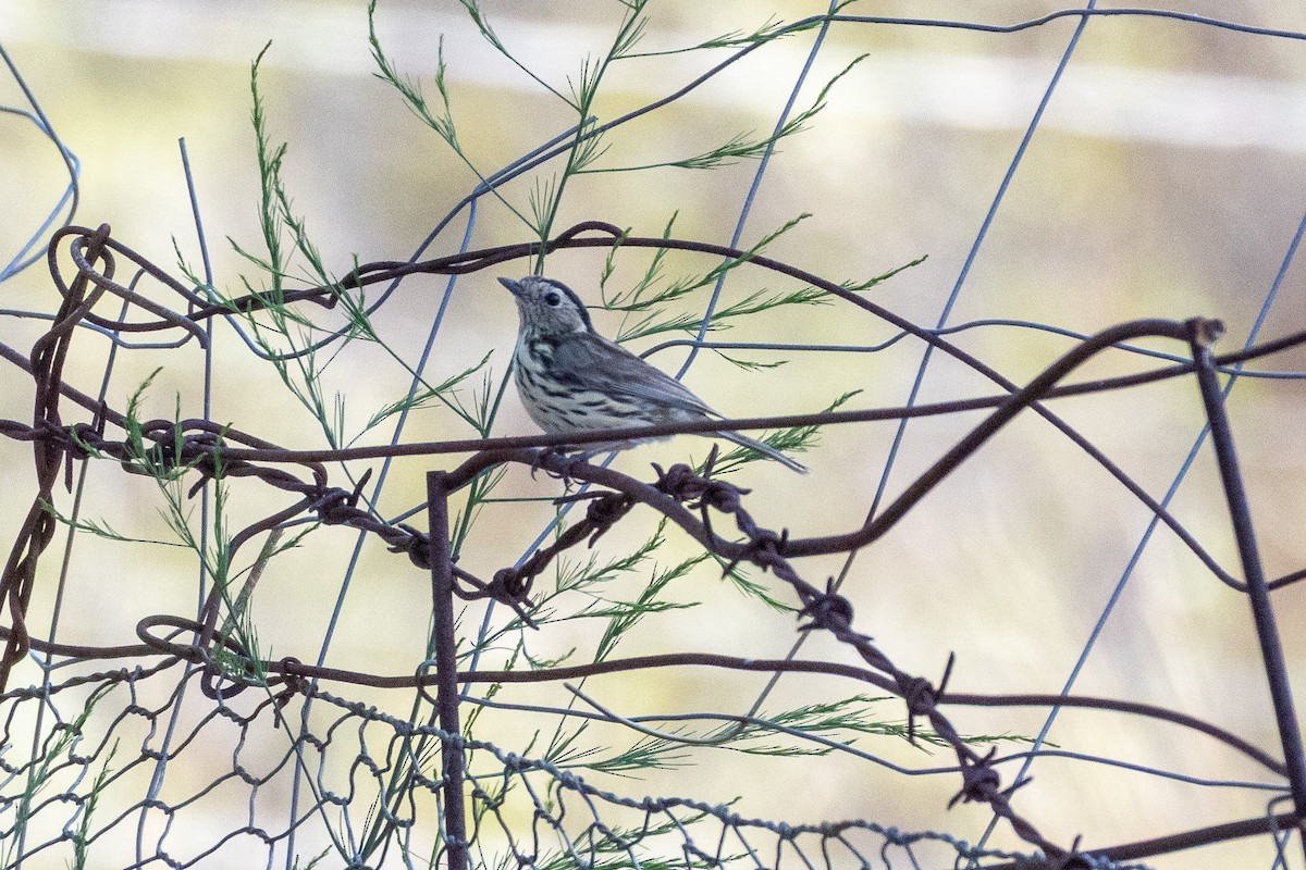 Speckled Warbler - ML642579693