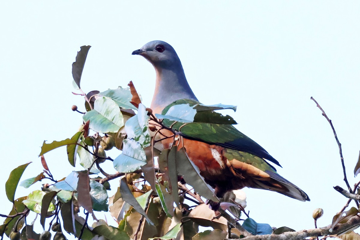 Rufescent Imperial-Pigeon - ML642579695
