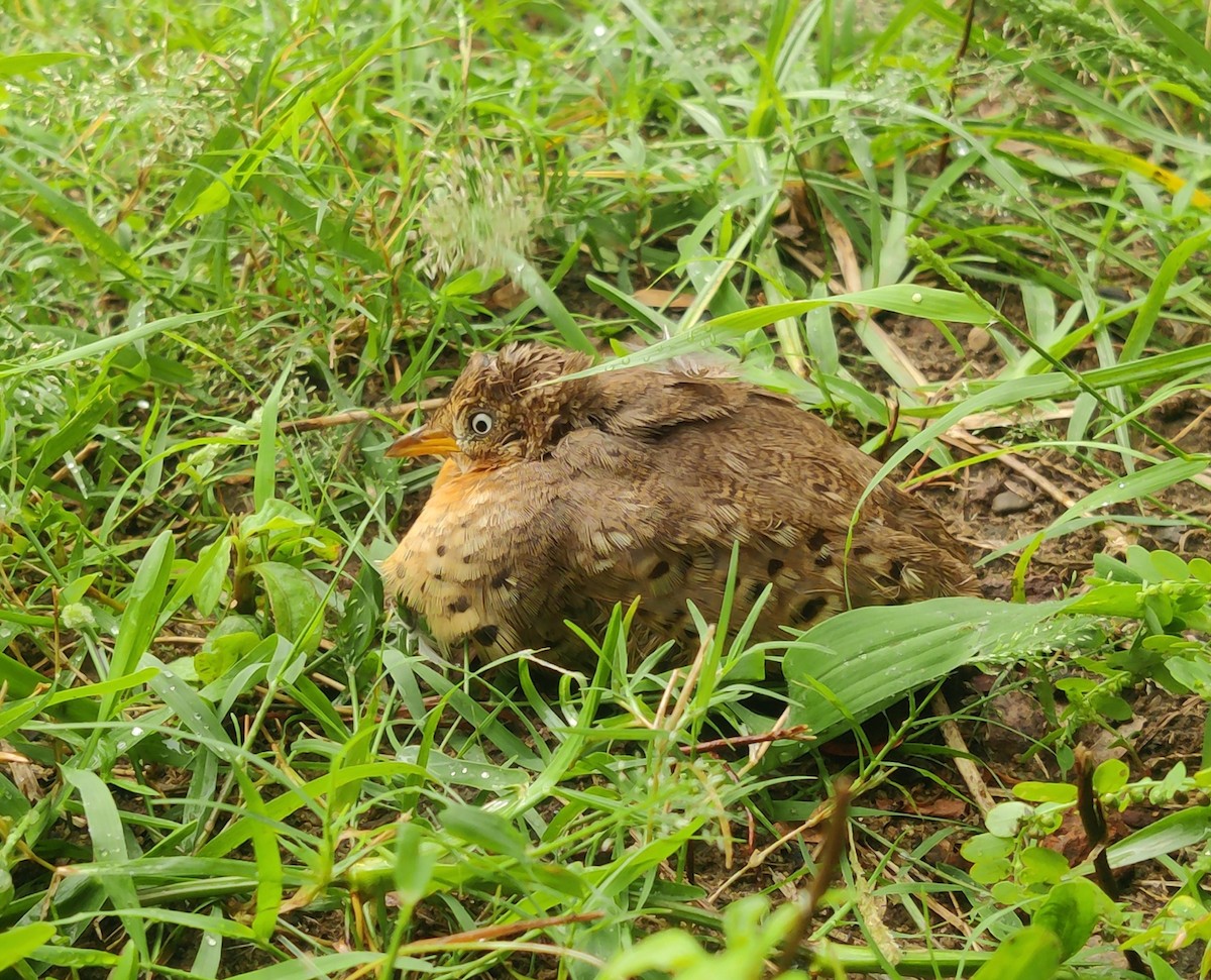 チョウセンミフウズラ - ML642579704