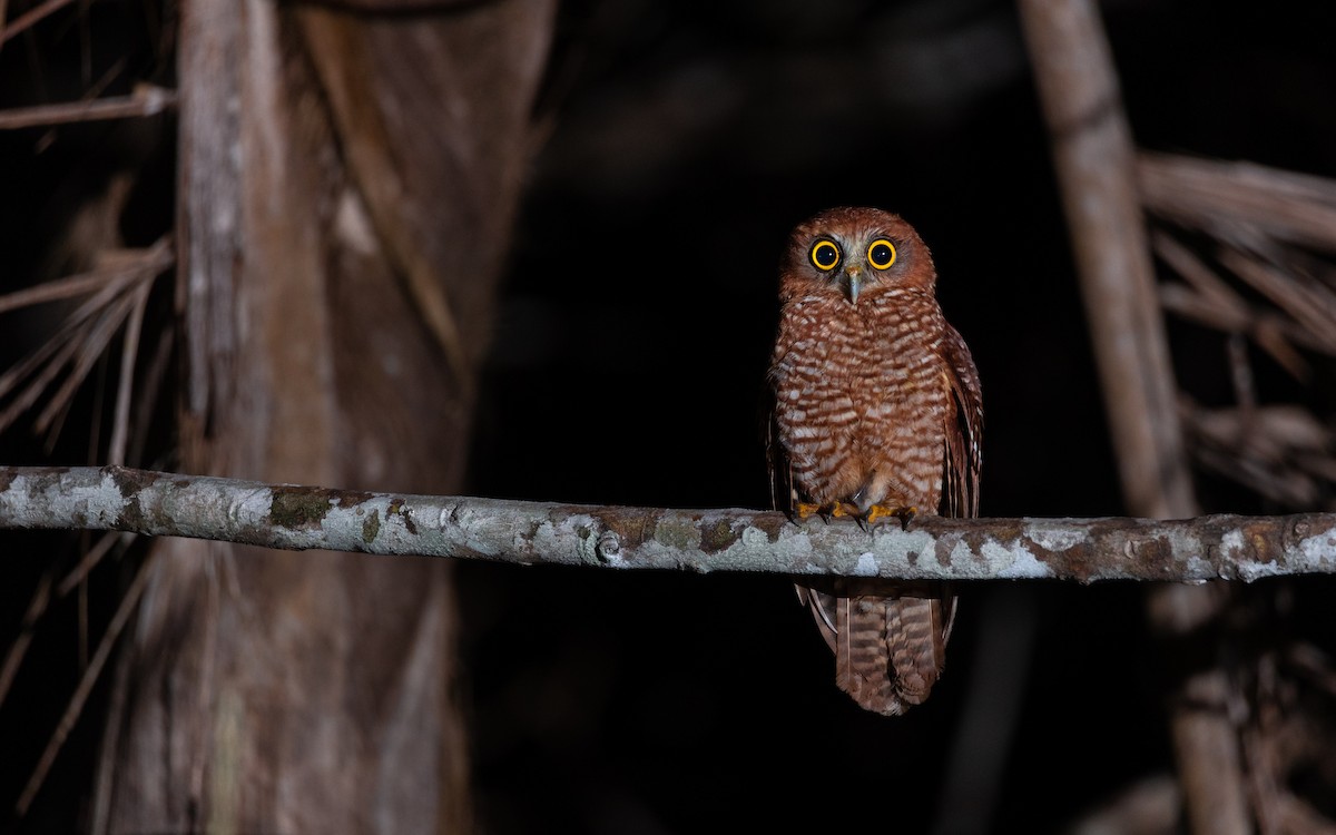 Christmas Island Boobook - ML642579705