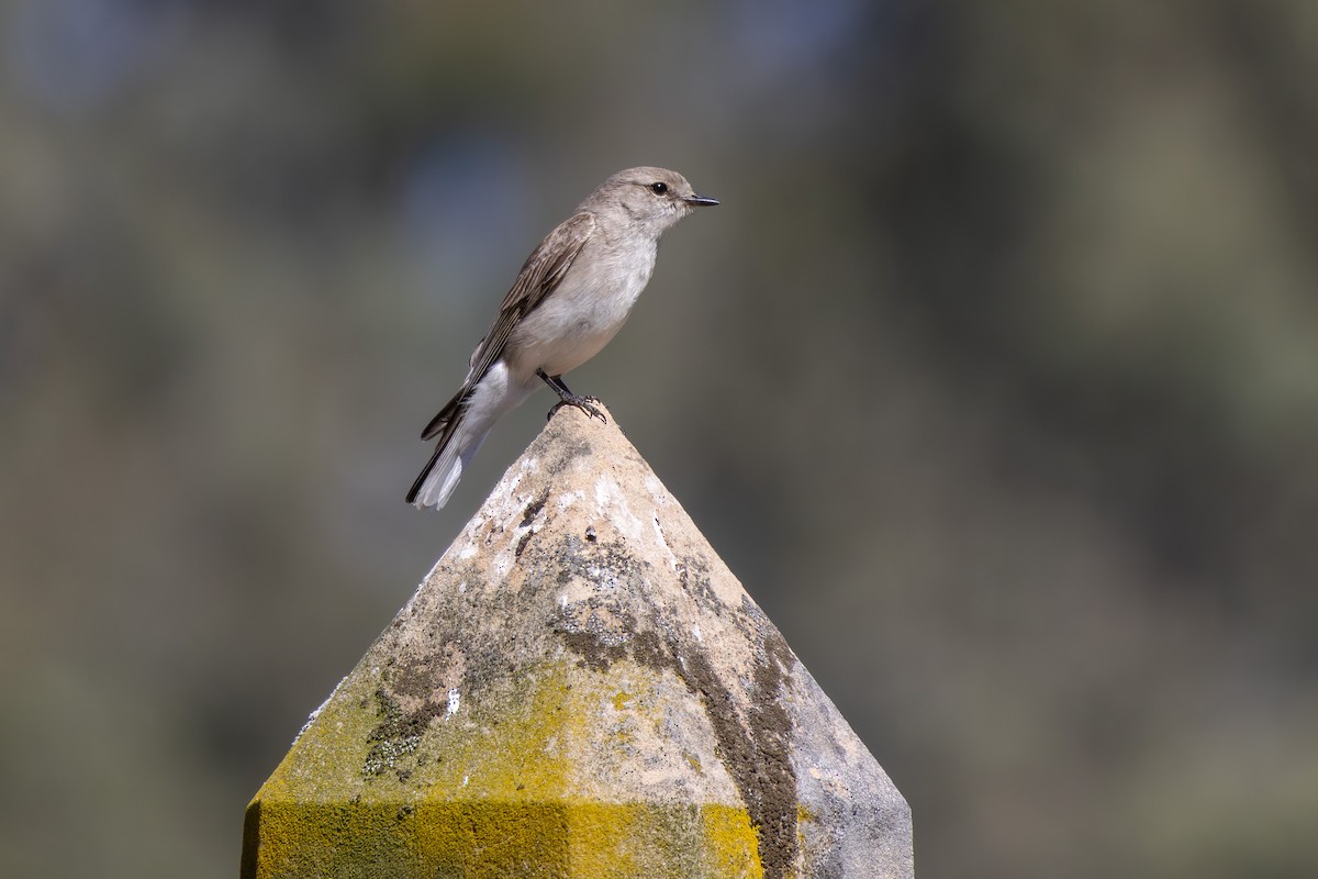 Jacky-winter - ML642579708