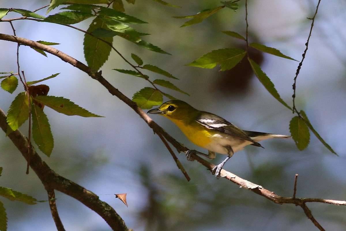 Viréo à gorge jaune - ML642579717