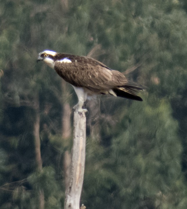 Osprey - ML642579719