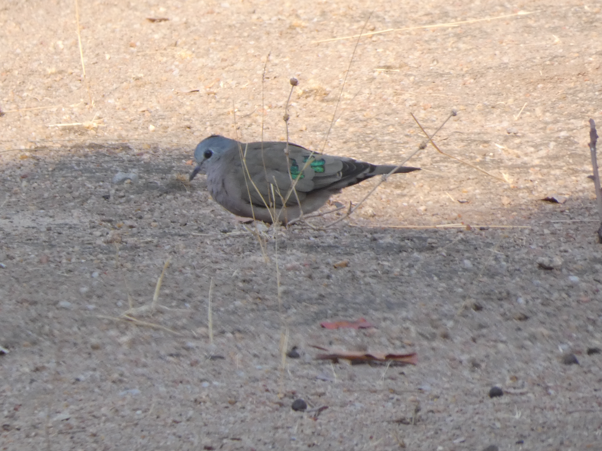 Emerald-spotted Wood-Dove - ML642579727