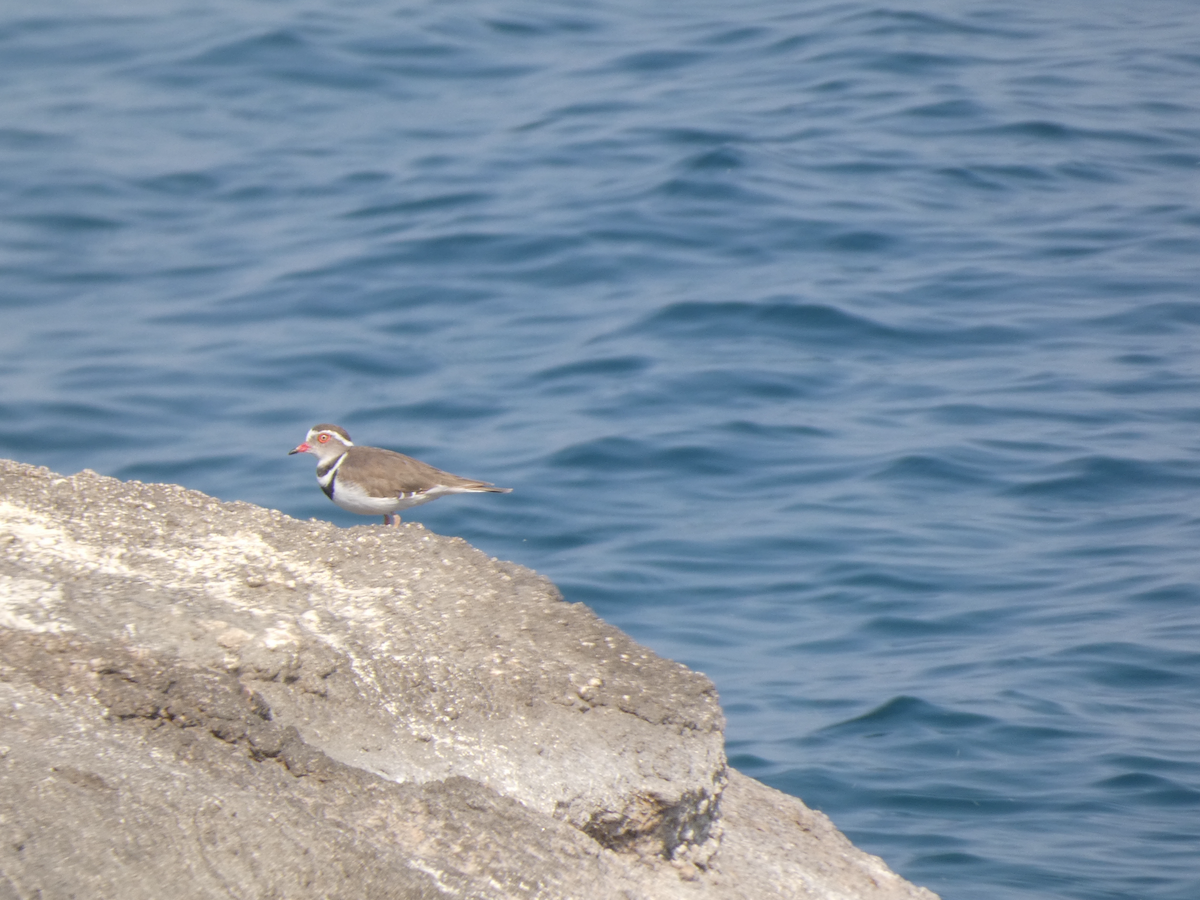 Three-banded Plover - ML642579733