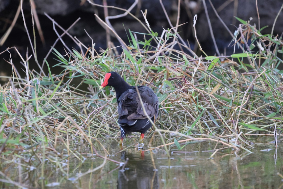Common Gallinule - ML642579734