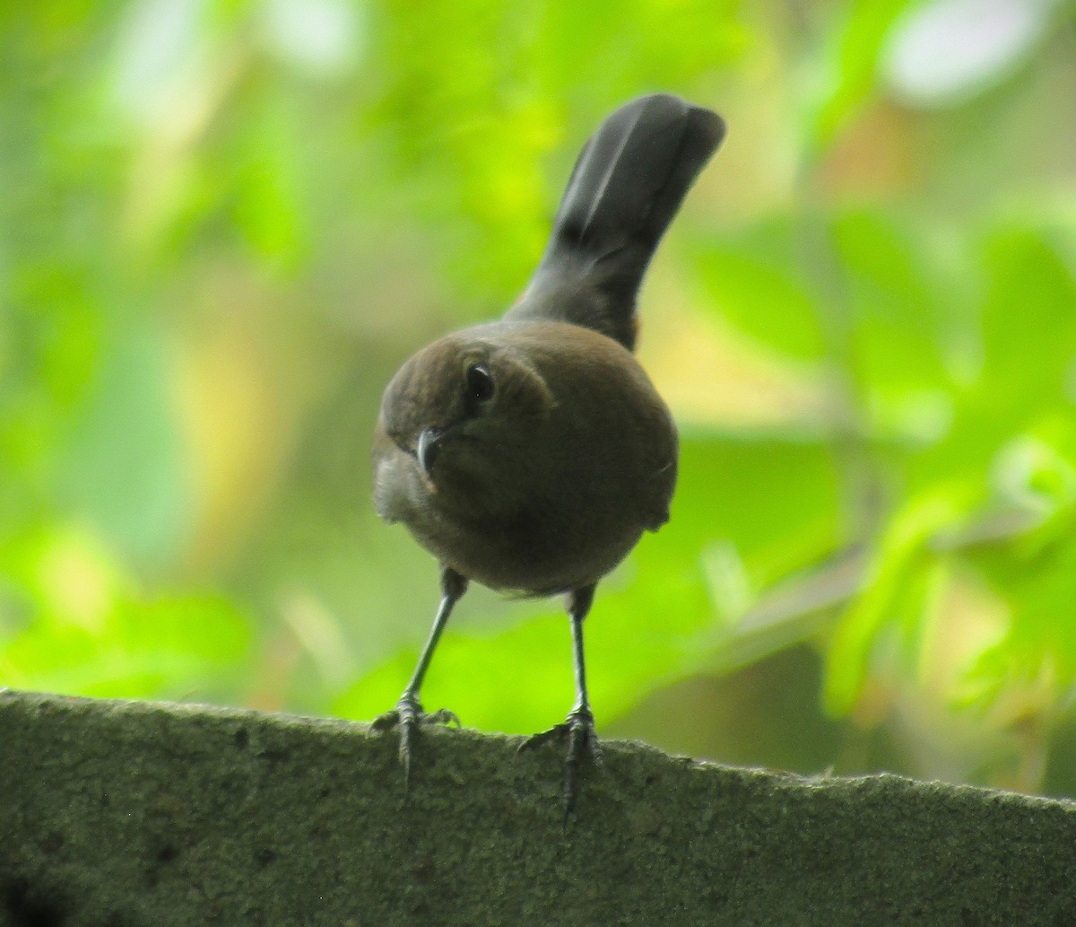 Indian Robin - ML642579744
