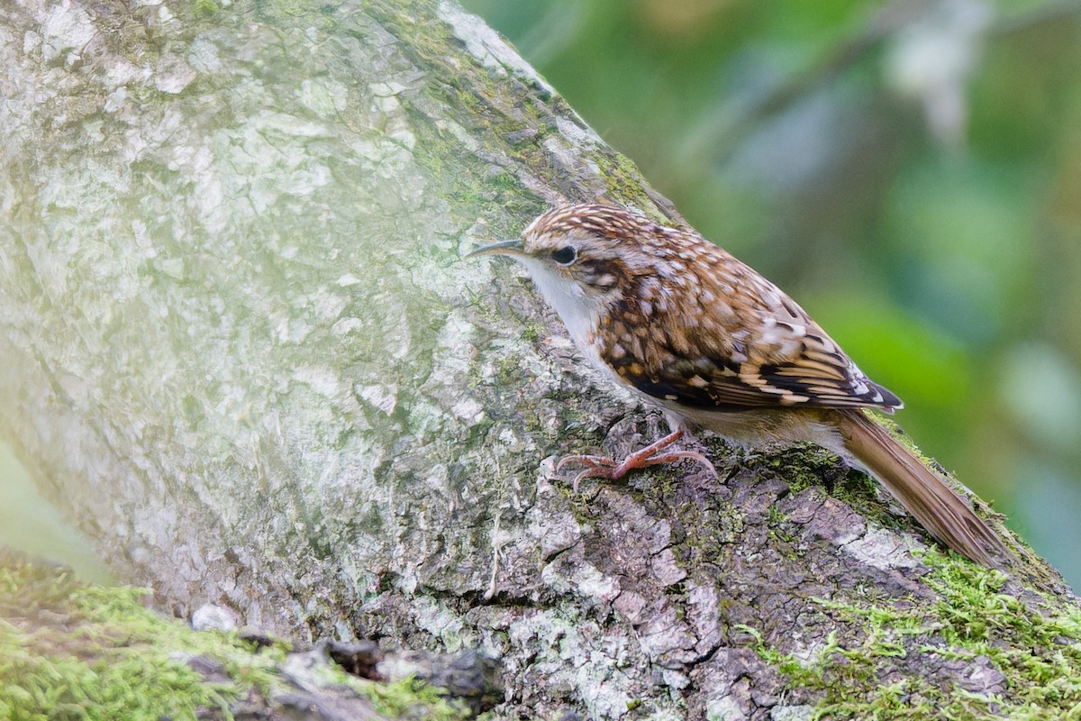 Eurasian Treecreeper - ML642579751