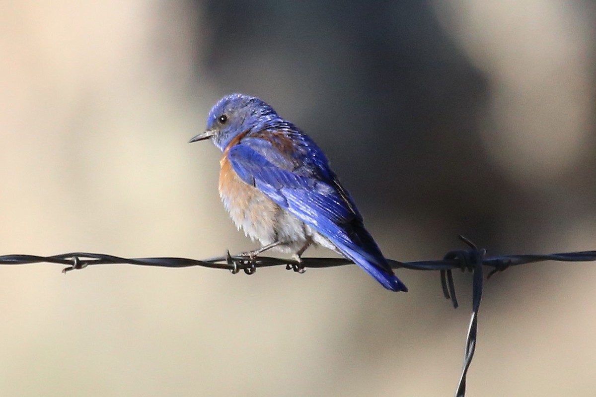 Блакитник західний - ML642579754