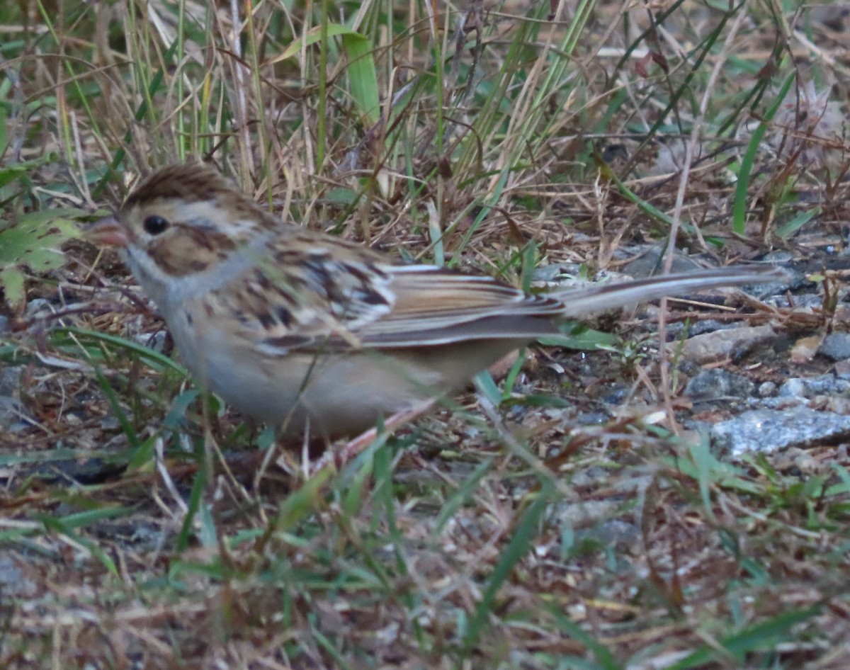 Clay-colored Sparrow - ML642579758