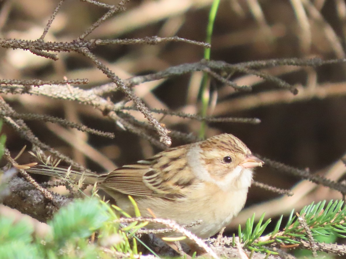 Clay-colored Sparrow - ML642579759