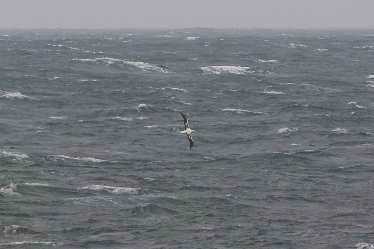 Southern Royal Albatross - ML642579766