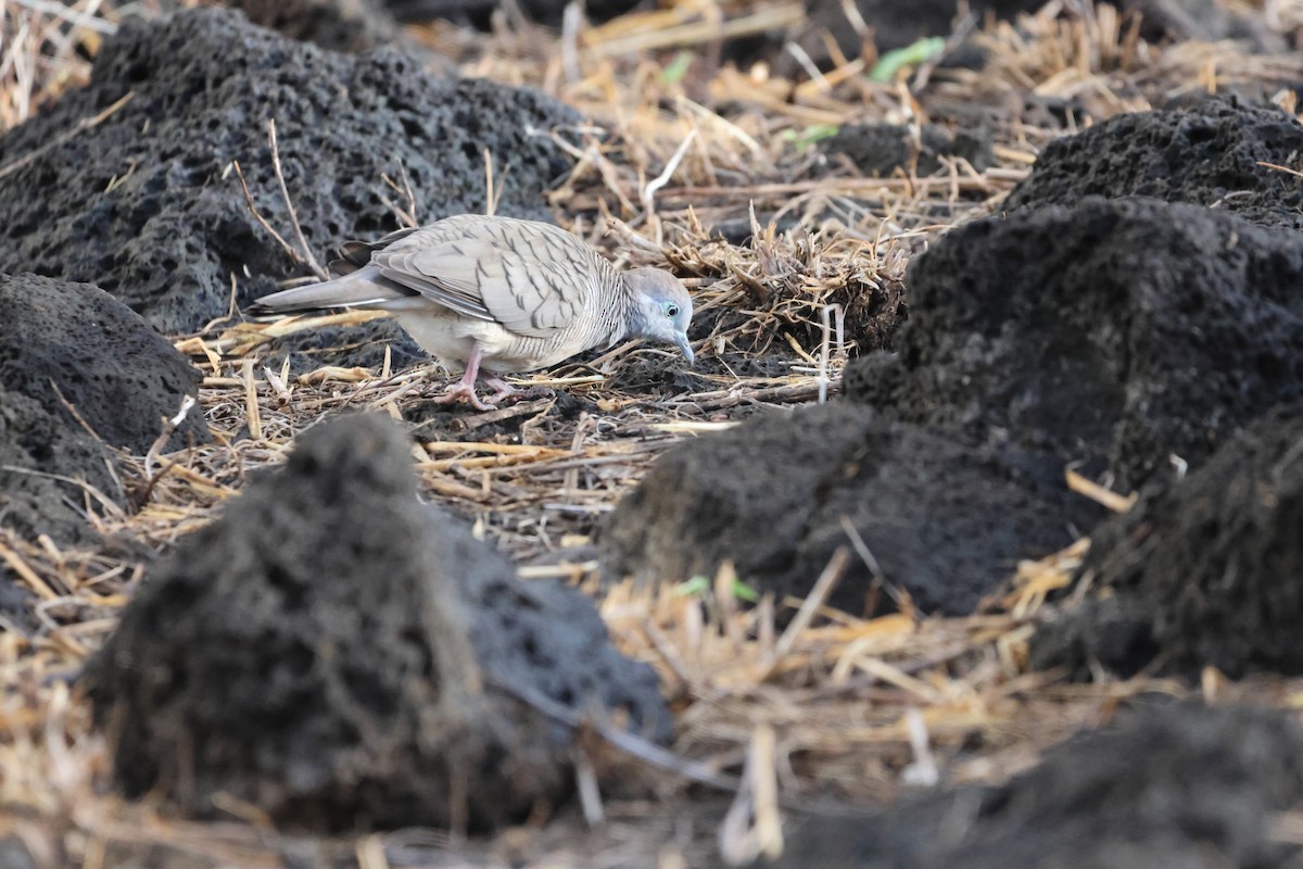 Zebra Dove - ML642579795