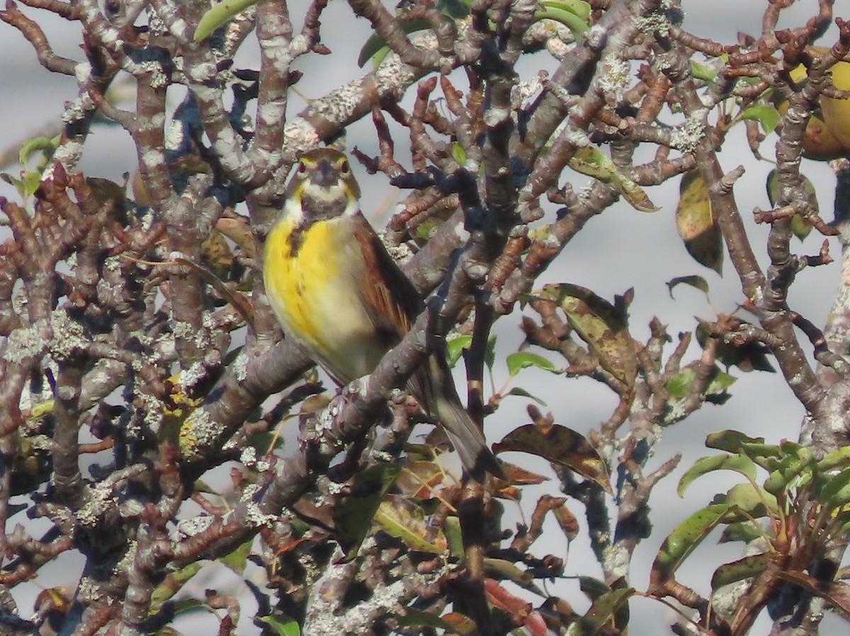 Dickcissel - ML642579817