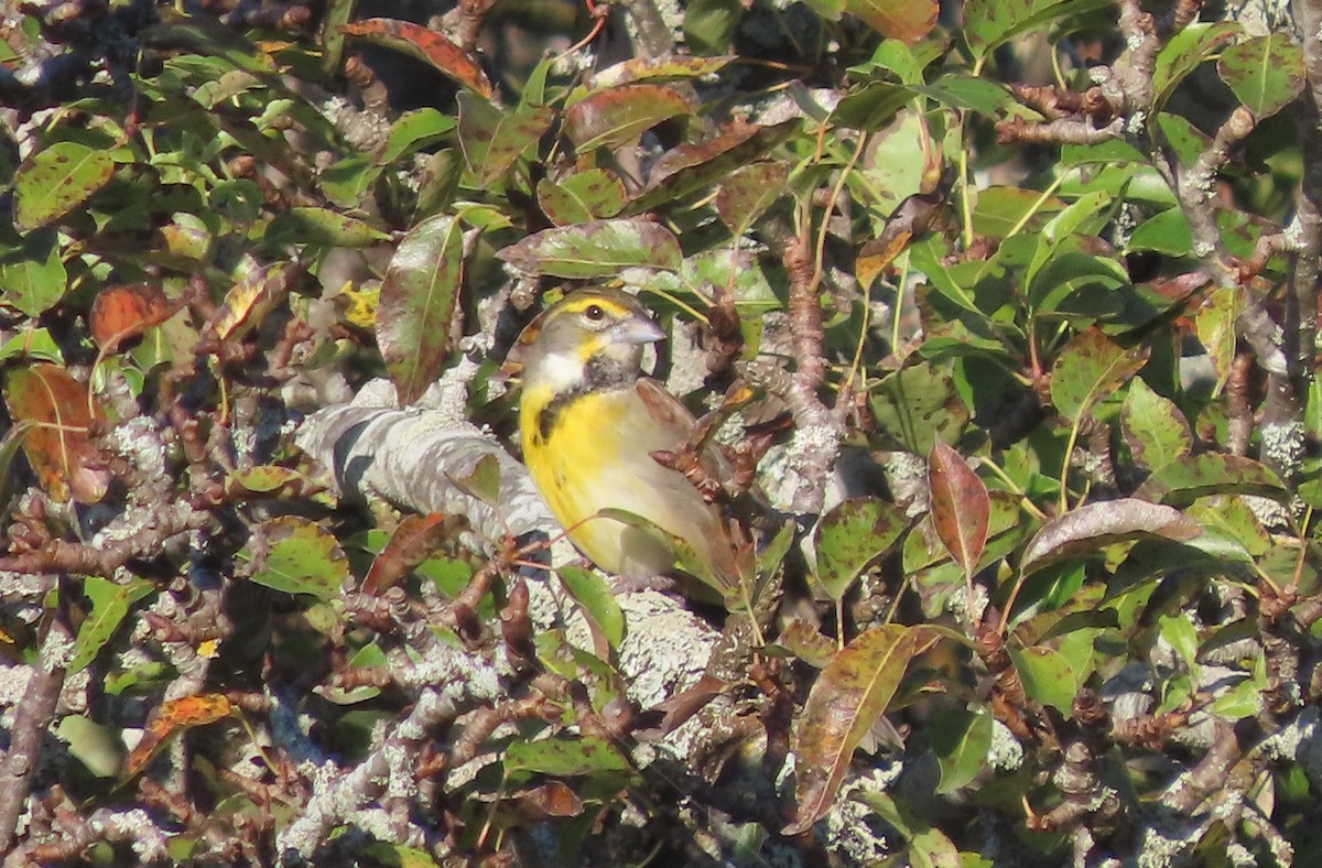 Dickcissel - ML642579818