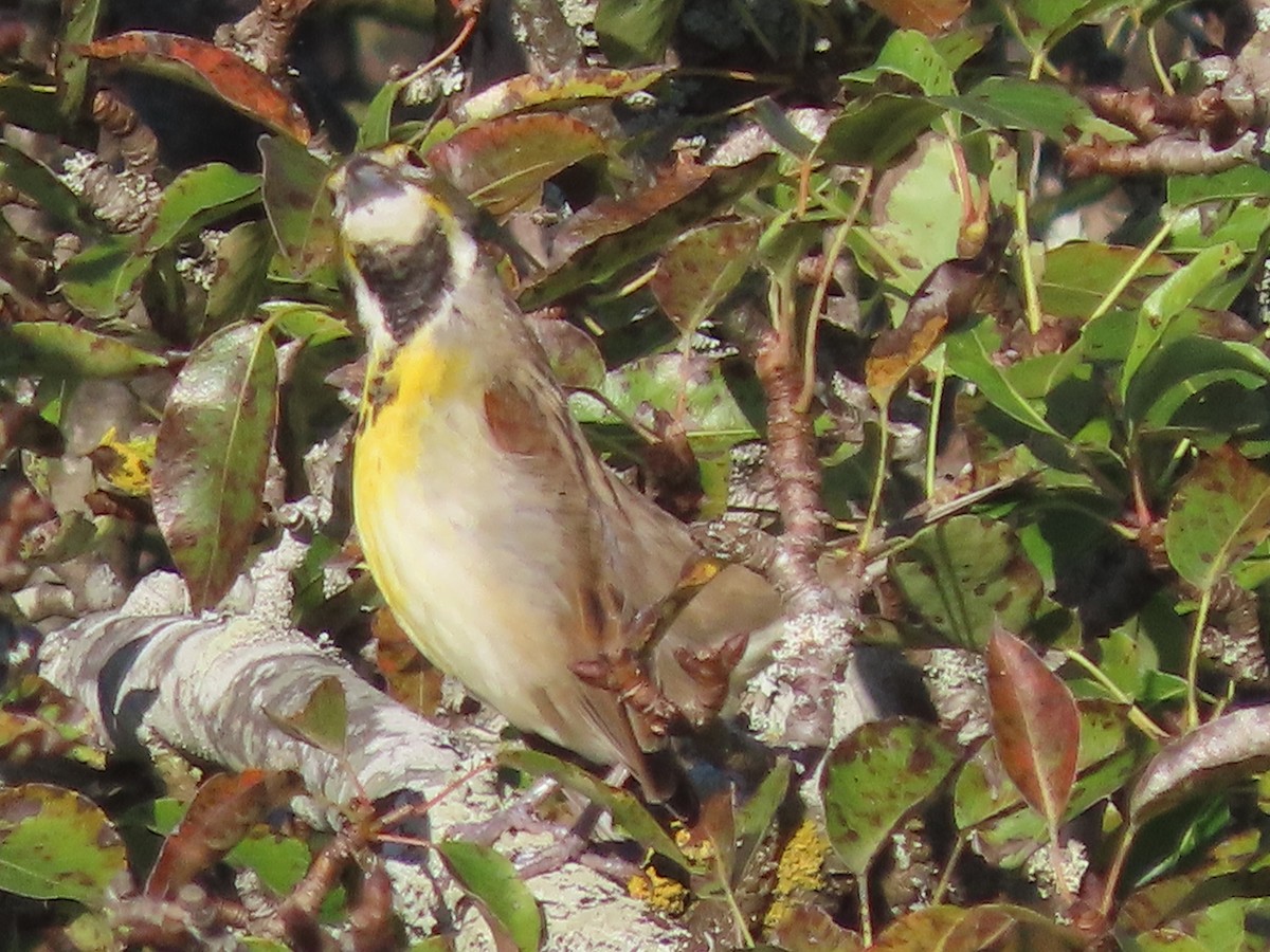 Dickcissel - ML642579819
