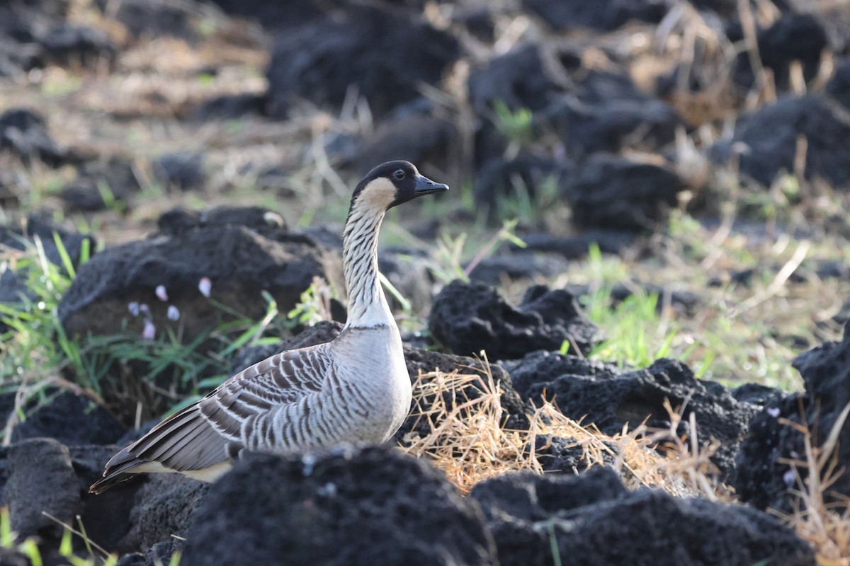 Hawaiian Goose - ML642579833