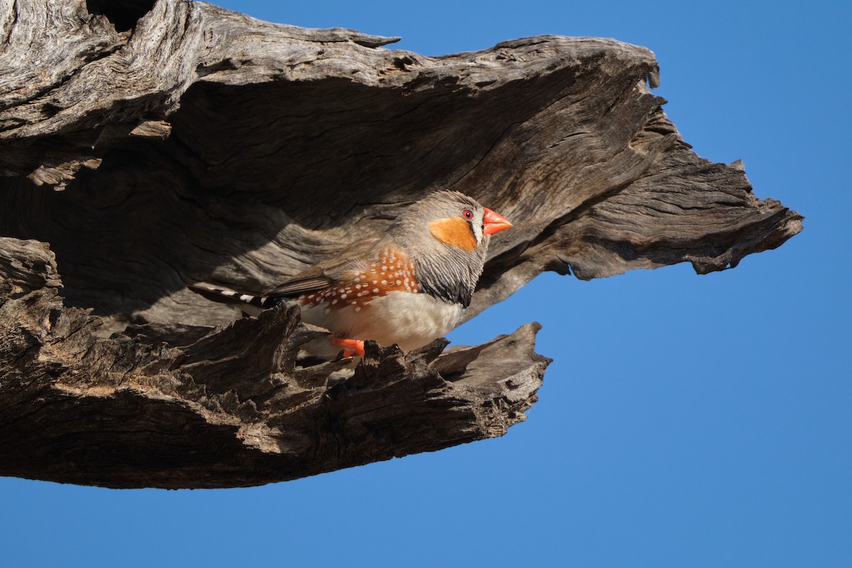 Zebra Finch - ML642579834