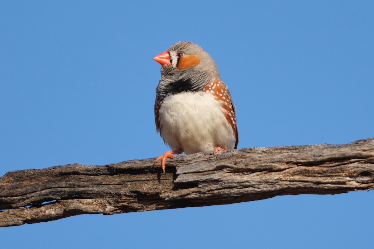 Zebra Finch - ML642579835