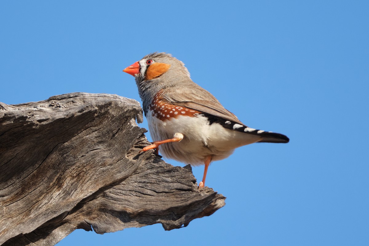 Zebra Finch - ML642579836