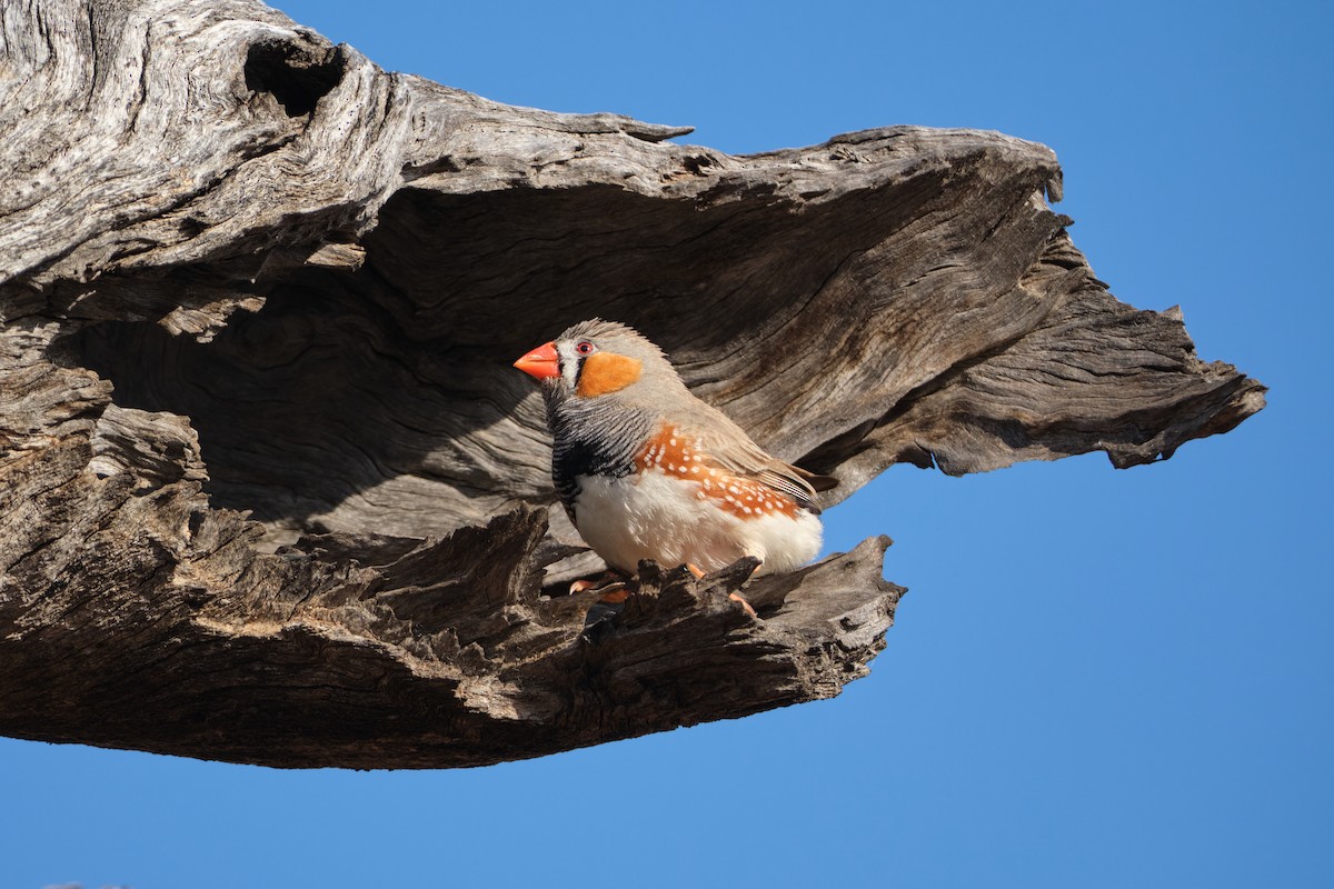 Zebra Finch - ML642579837