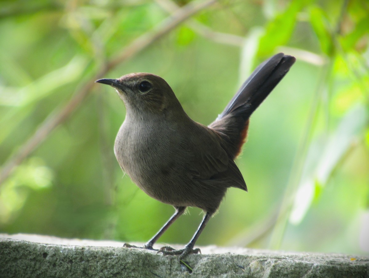 Indian Robin - ML642579842