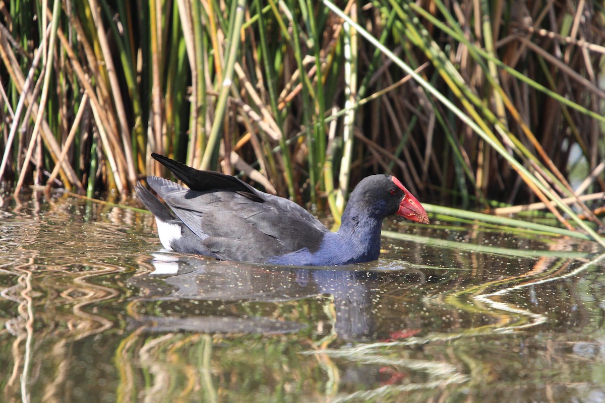 Australasian Swamphen - ML642579849