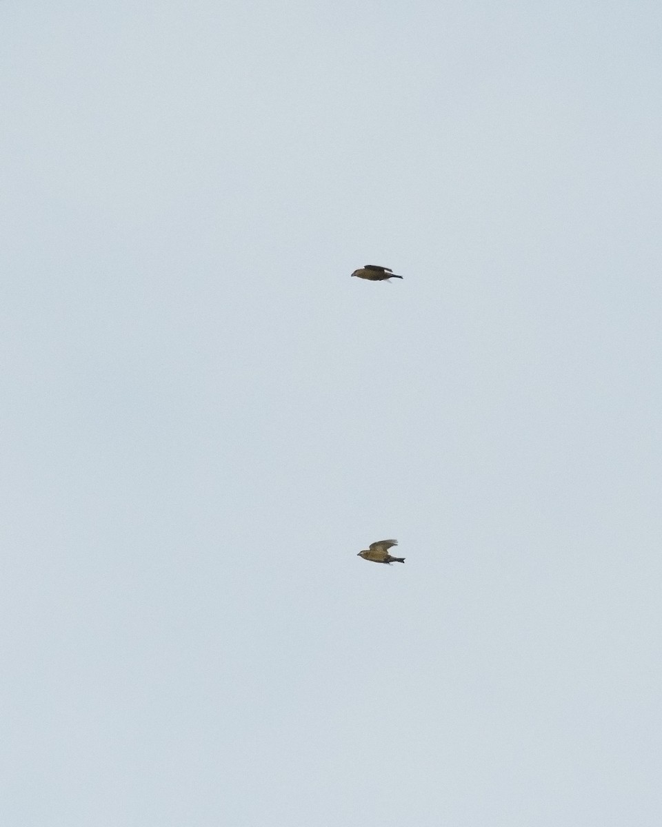 křivka obecná - ML642579860