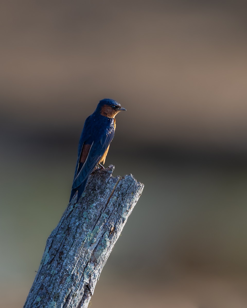 Sri Lanka Swallow - ML642579862