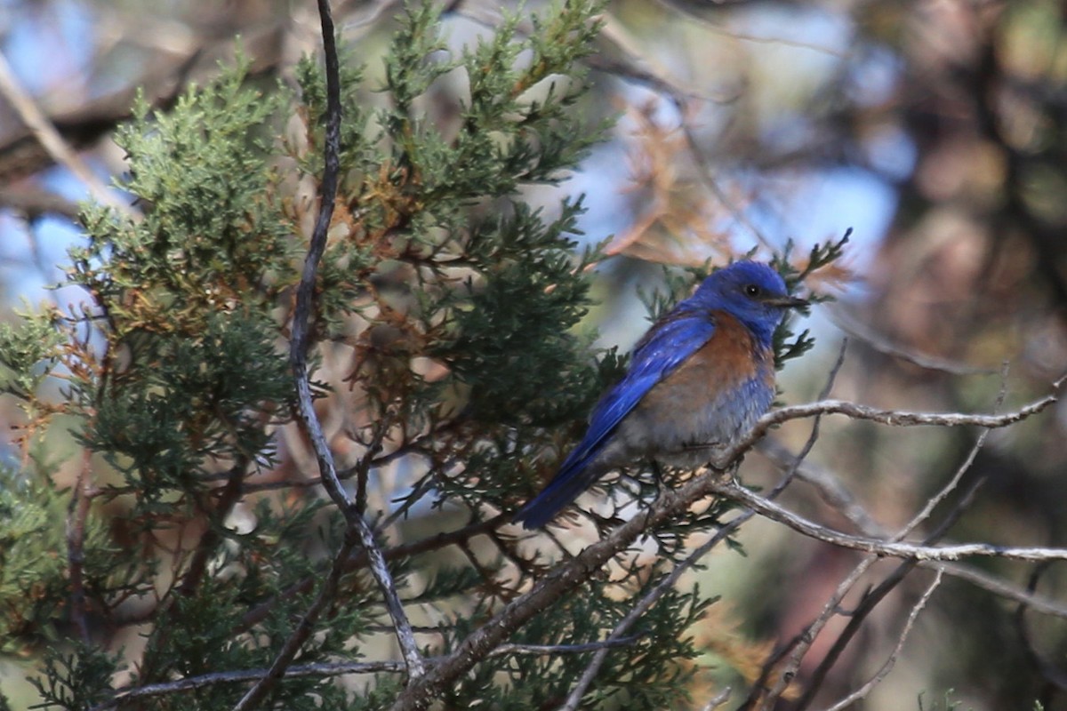 Блакитник західний - ML642579864