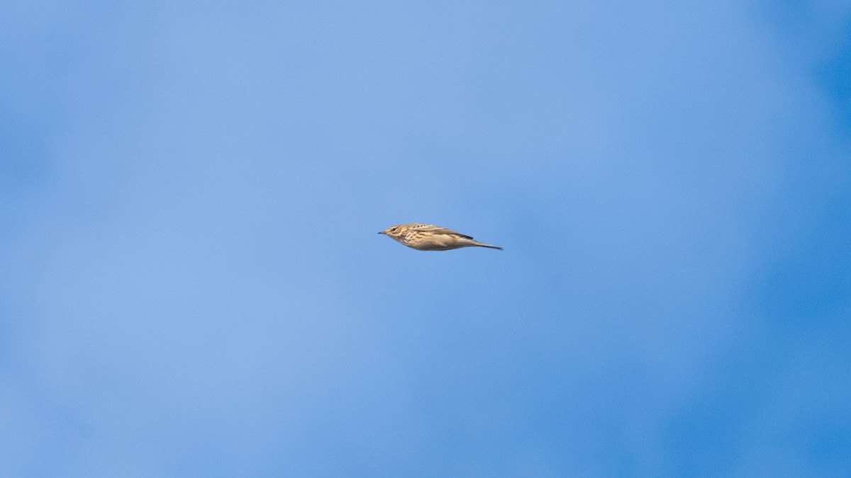 linduška luční - ML642579866