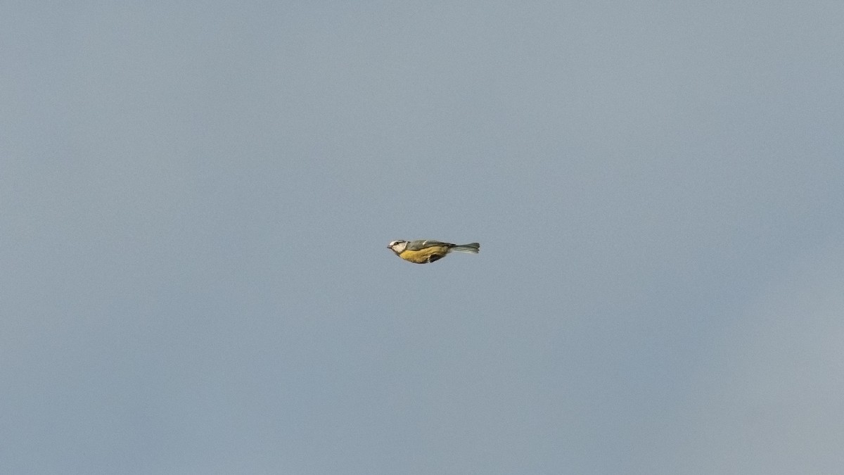 sýkora modřinka - ML642579878