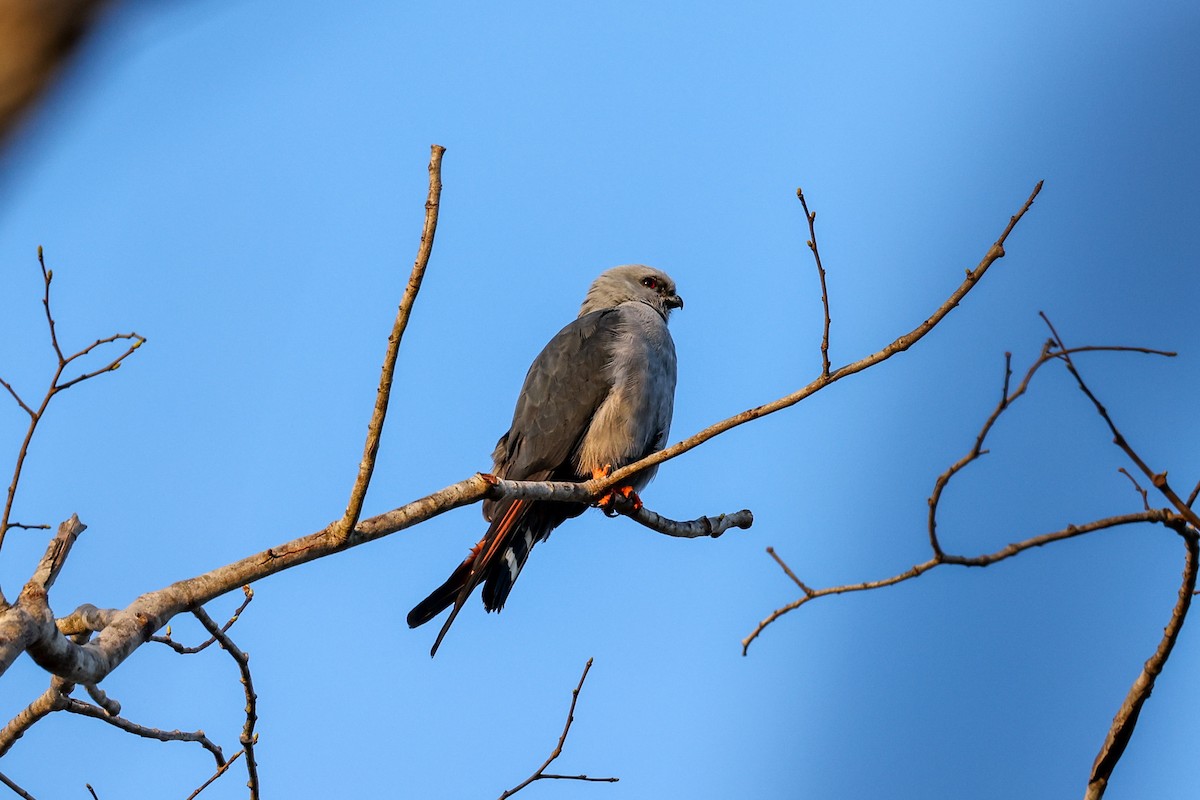 Plumbeous Kite - ML642579881