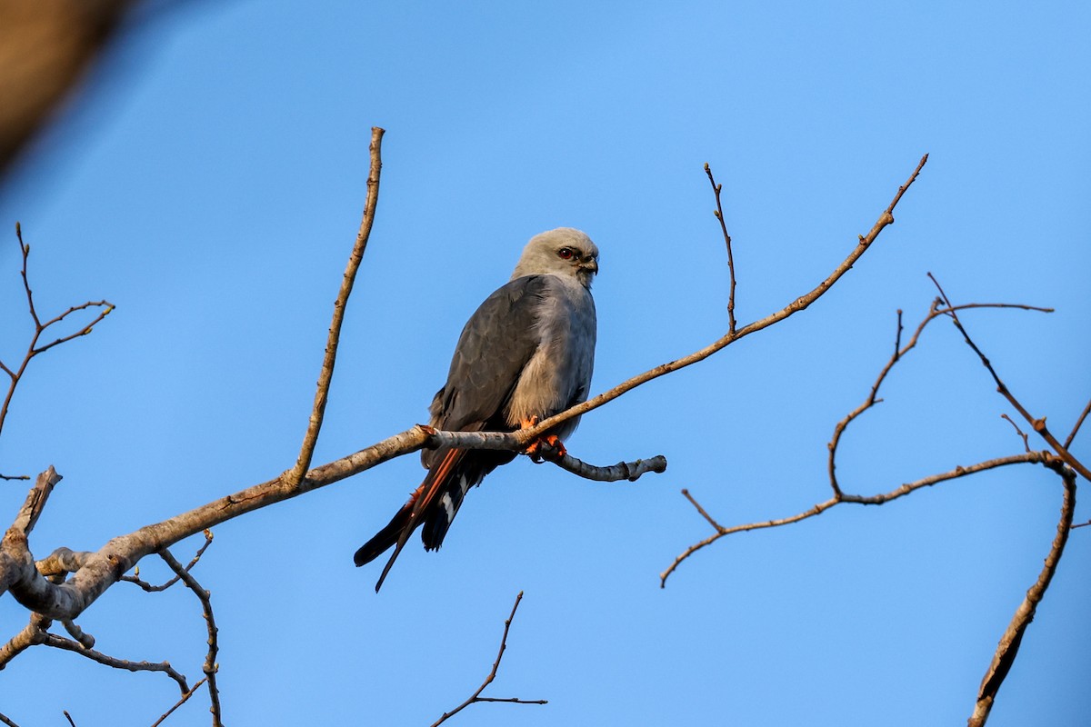 Plumbeous Kite - ML642579882