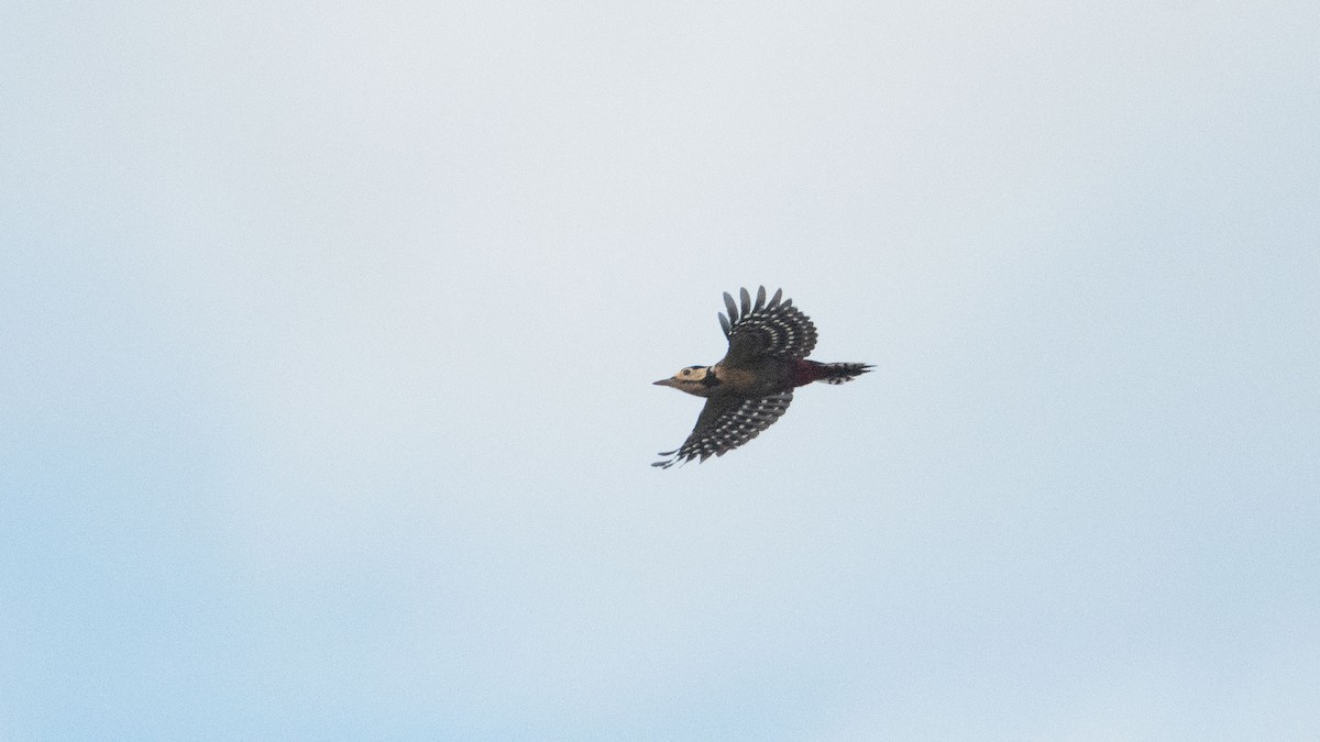 strakapoud velký - ML642579883