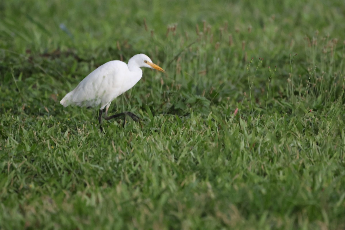 Western Cattle-Egret - ML642579896