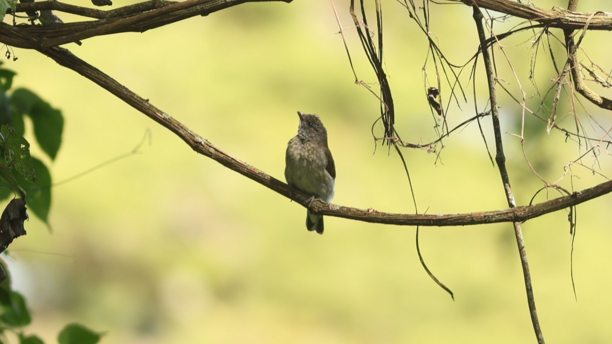 Scaly-throated Honeyguide - ML642579901