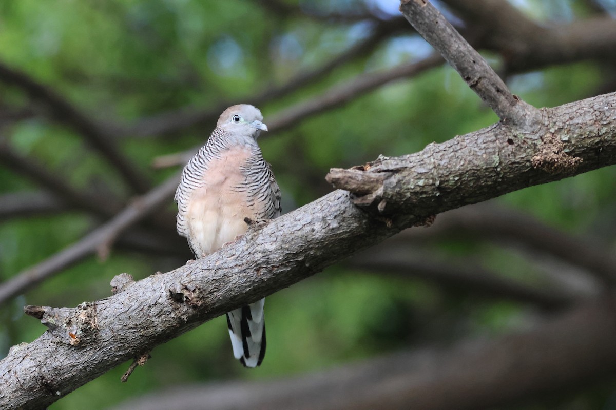 Zebra Dove - ML642579904