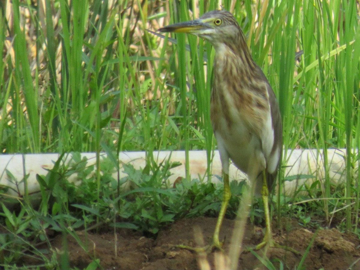 Javan Pond-Heron - ML642579909