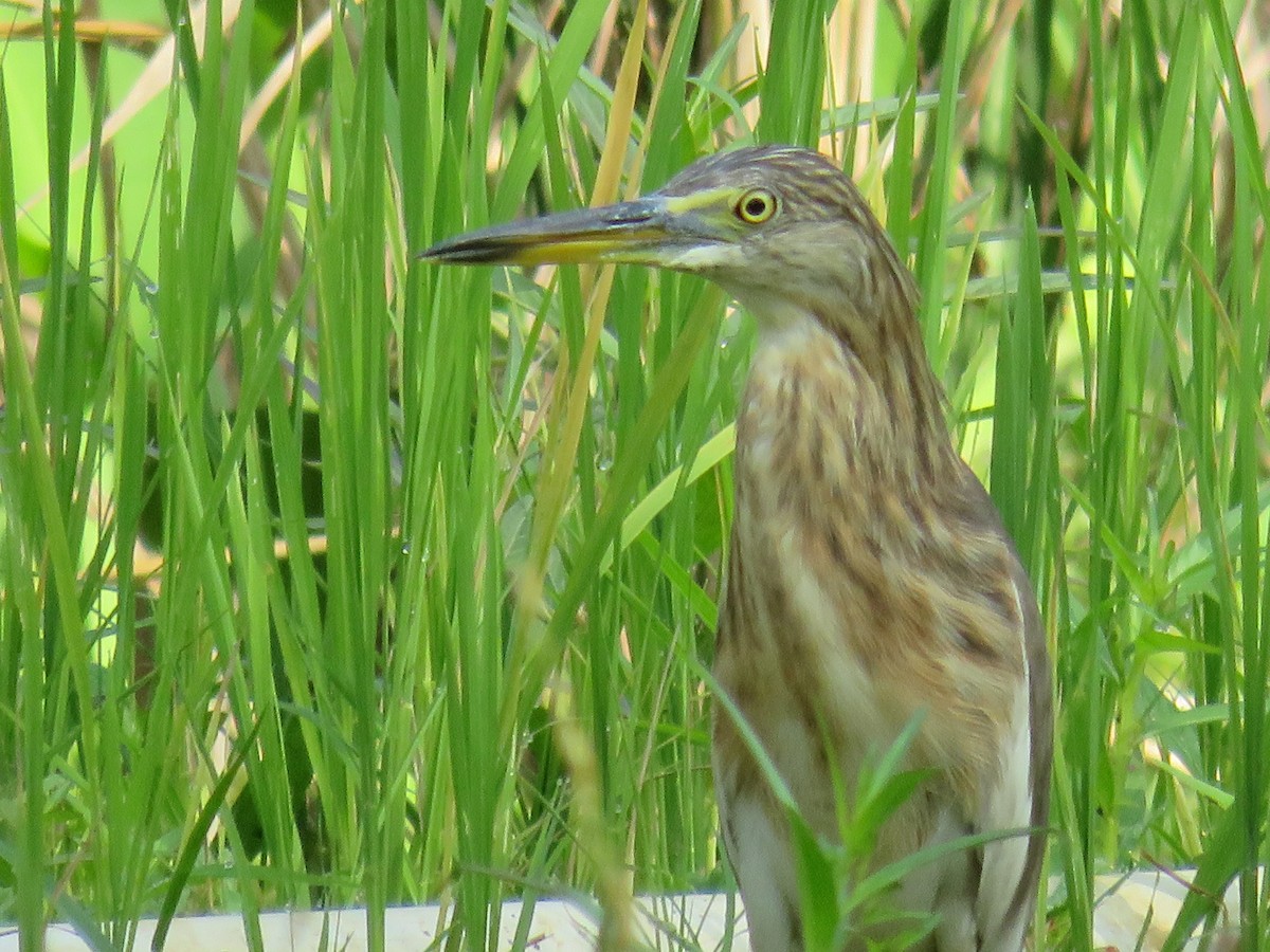 Javan Pond-Heron - ML642579910