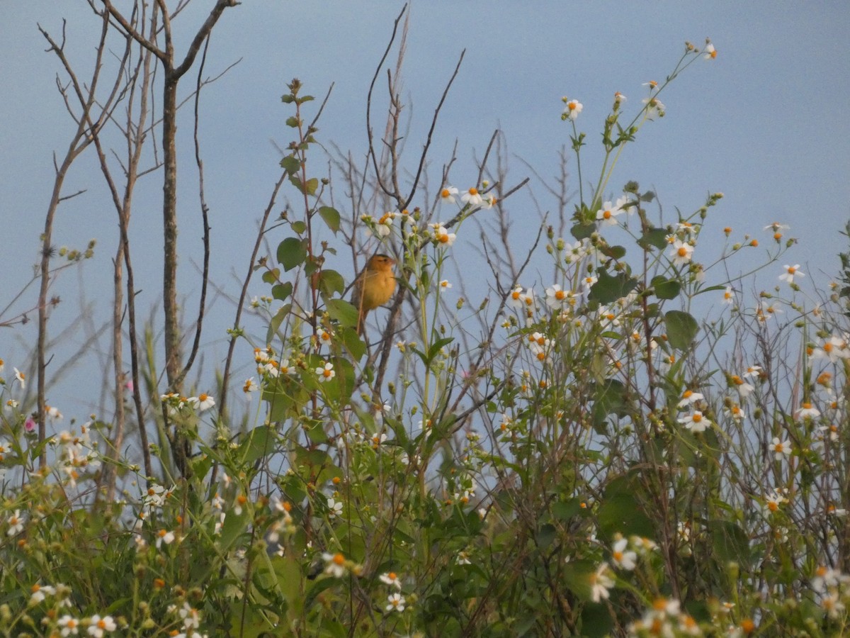 bobolink americký - ML642579913