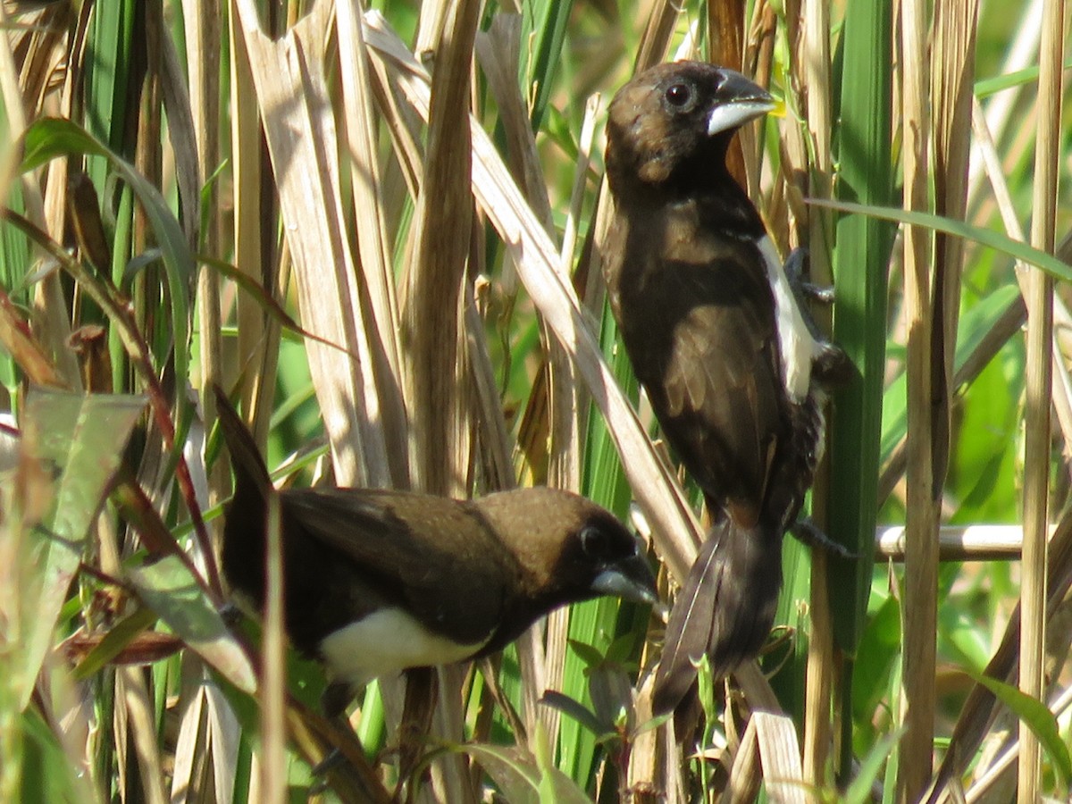 Javan Munia - ML642579949
