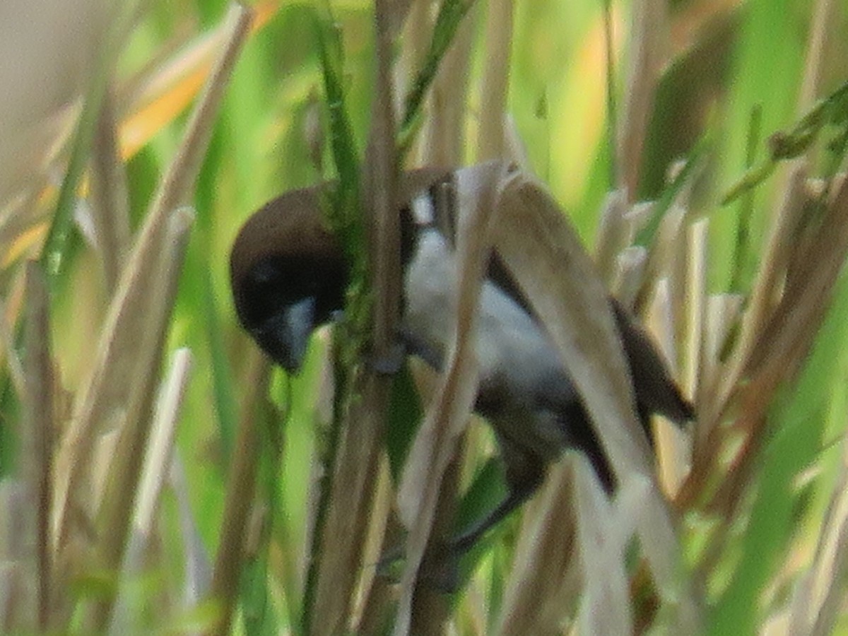 Javan Munia - ML642579950